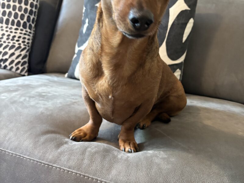 NACHO