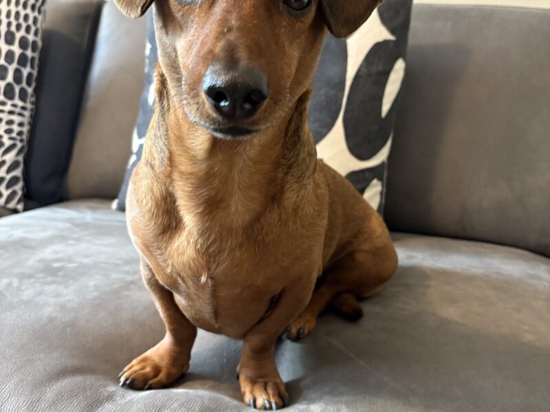 NACHO