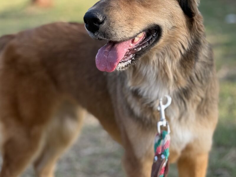 NENA