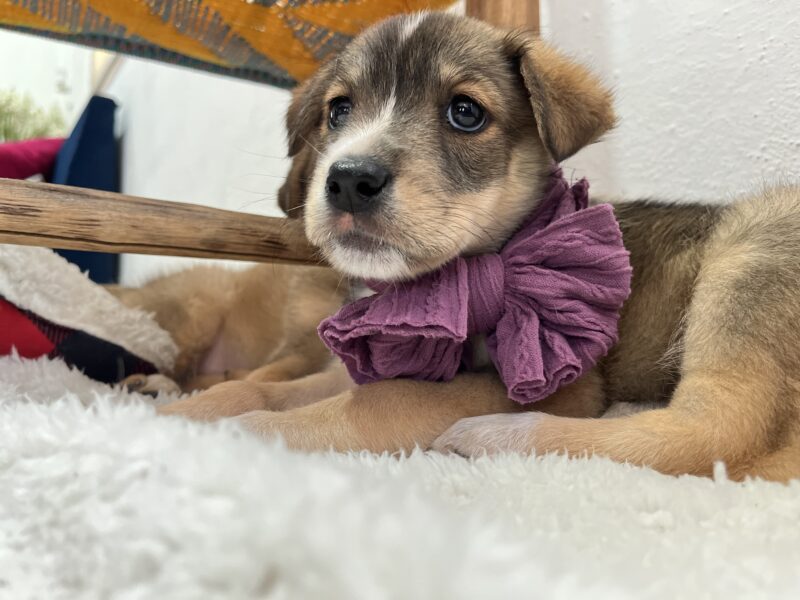 CLOE