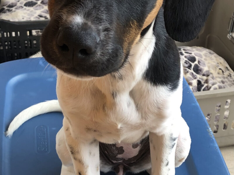 LOLA
