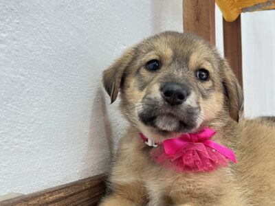 CATALINA