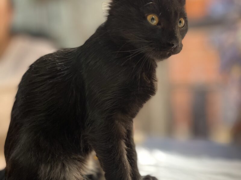 VENUS