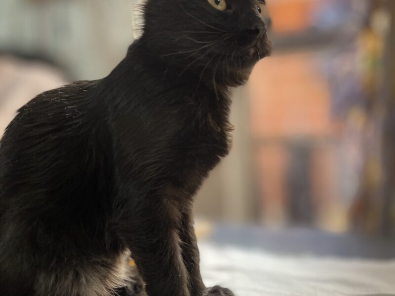 VENUS