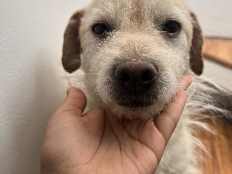 CHEMA