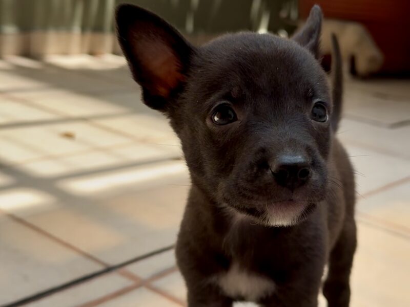 CONGO