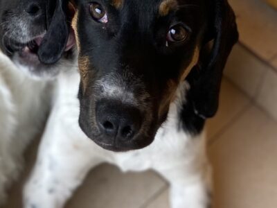 LOLA