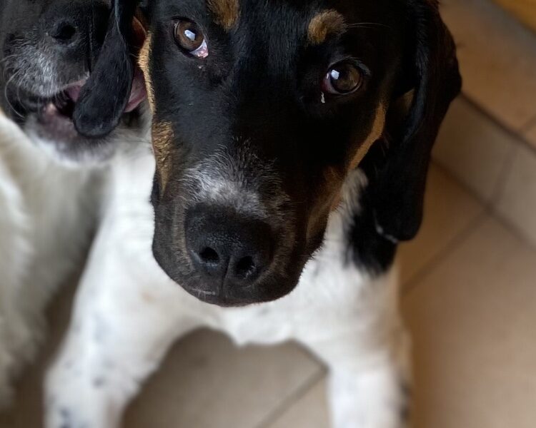 LOLA