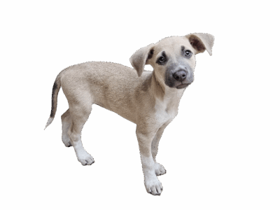 GARONA