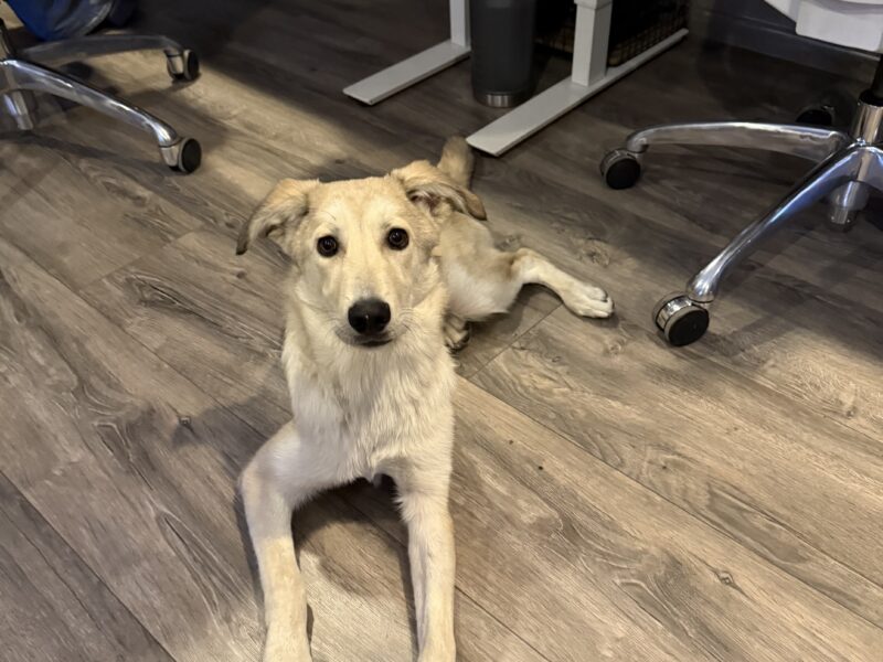 GUS