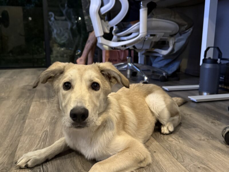 GUS