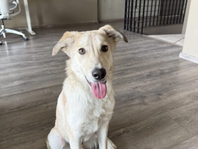 GUS