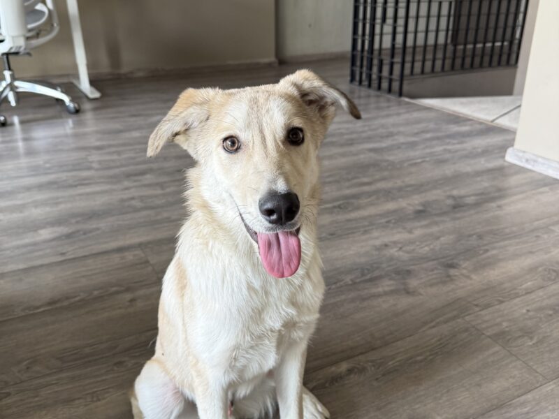 GUS