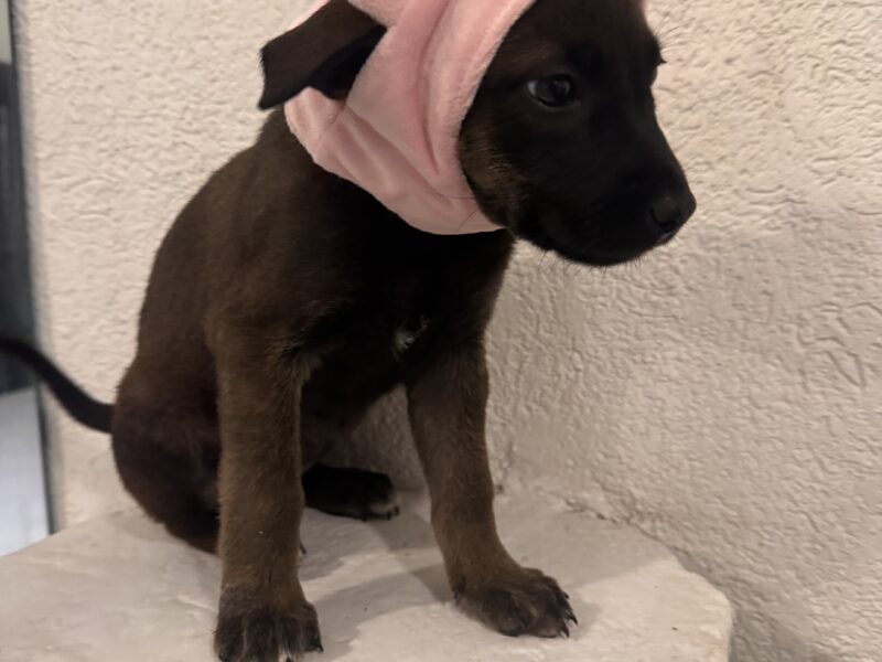 JAZMÍN