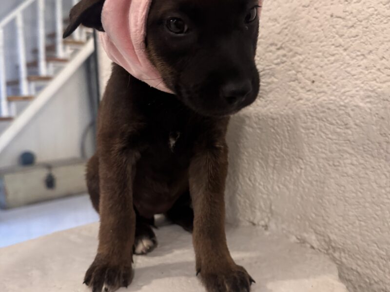 JAZMÍN