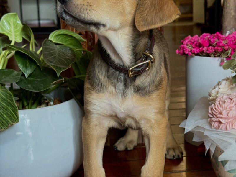 LUA