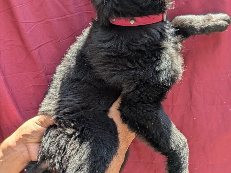 TOTO