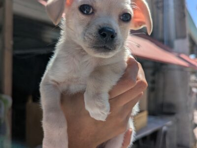 POPPY