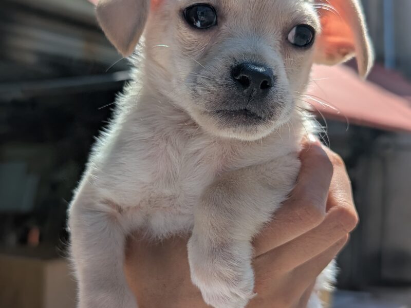 POPPY