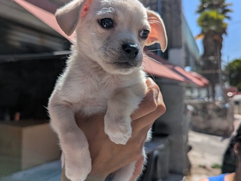 POPPY