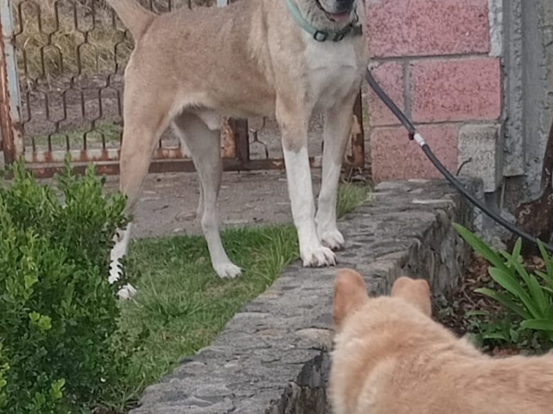 SCOOBY