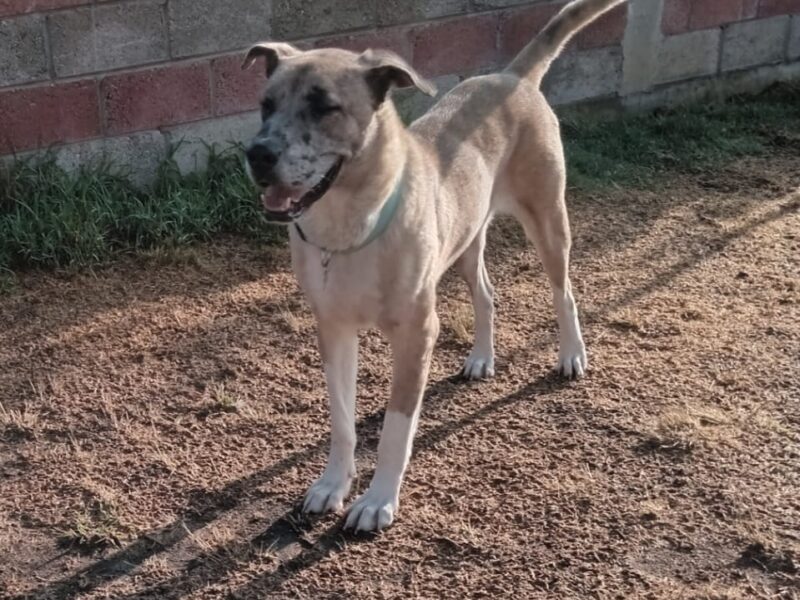 SCOOBY