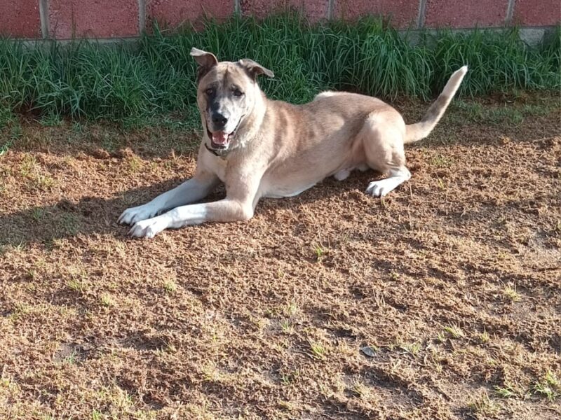 SCOOBY