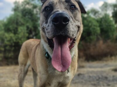 SCOOBY