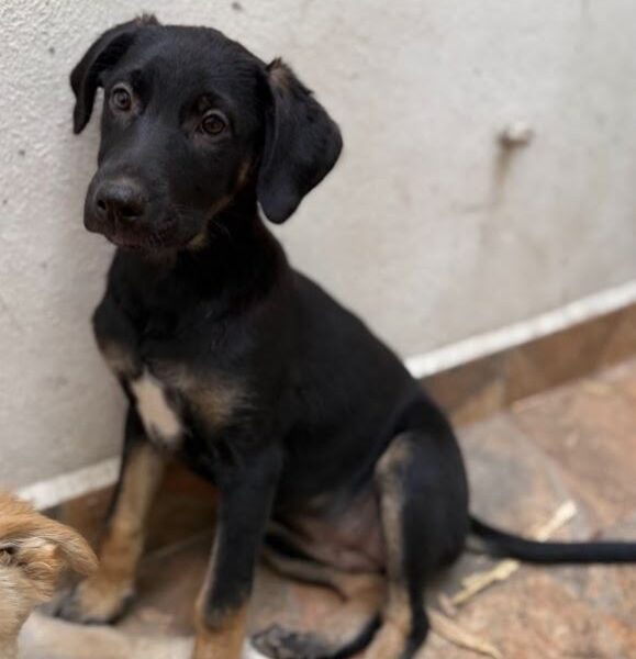 NEGRITA