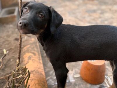 NEGRITA