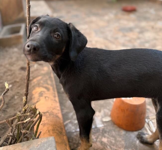 NEGRITA