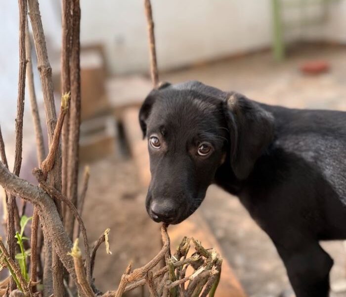 NEGRITA