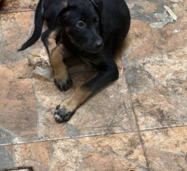 NEGRITA