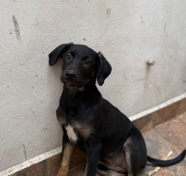 NEGRITA