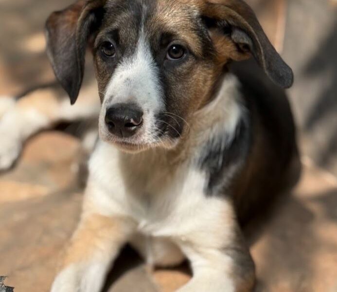 OREO