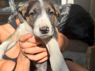 OREO