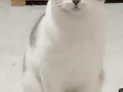 MOKA