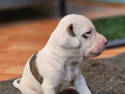SHIRO