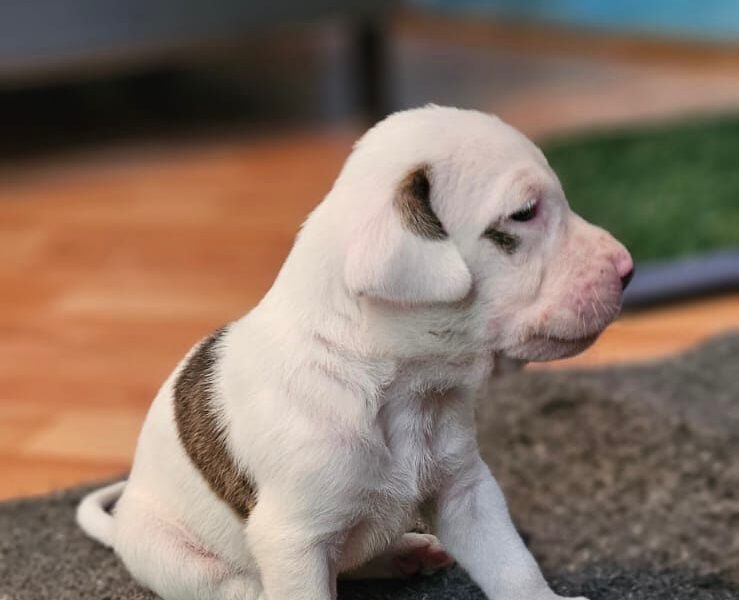 SHIRO