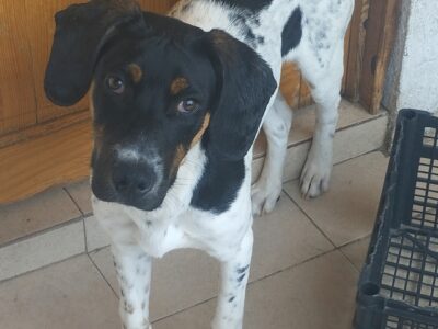 LOLA