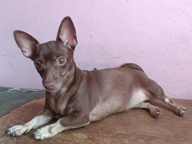 PICHIRILA