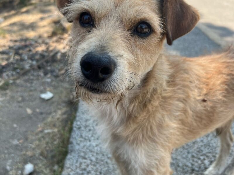 HUGO