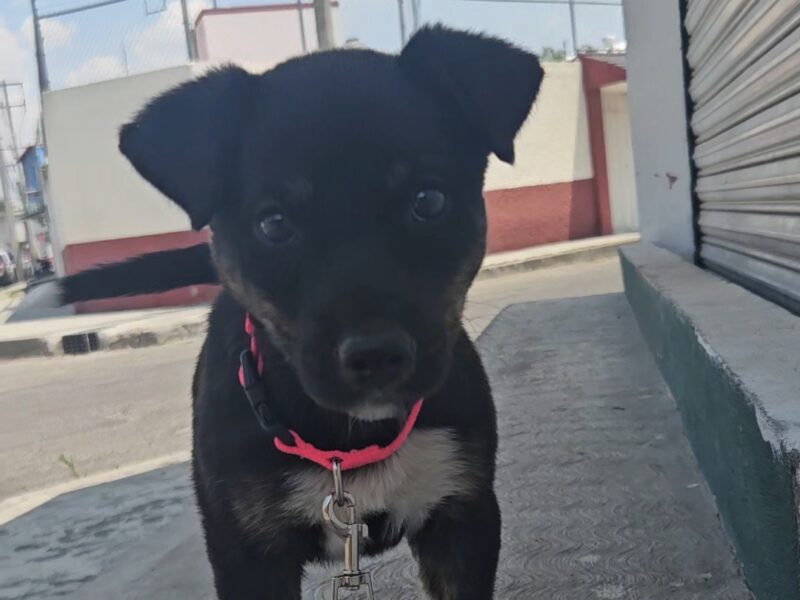 LALA