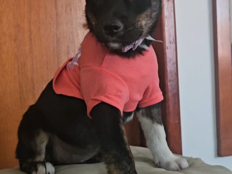 LALA