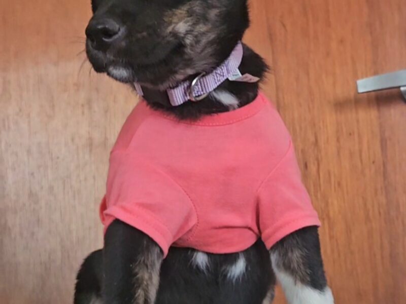 LALA