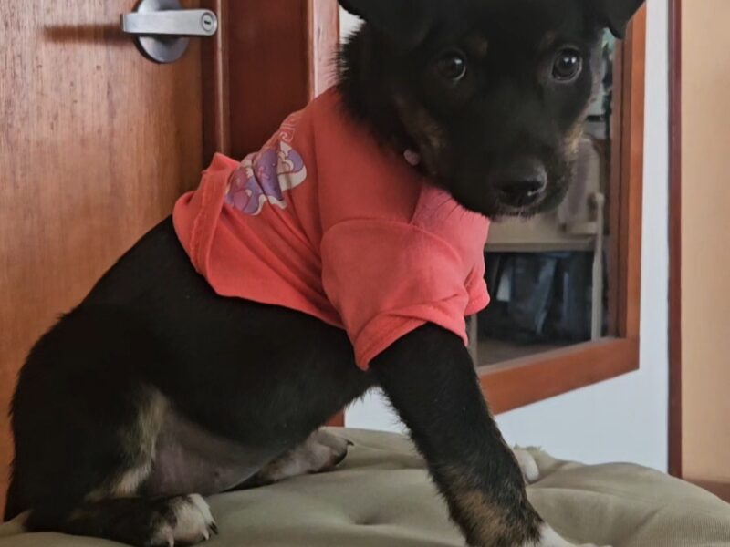 LALA