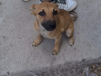 MIA