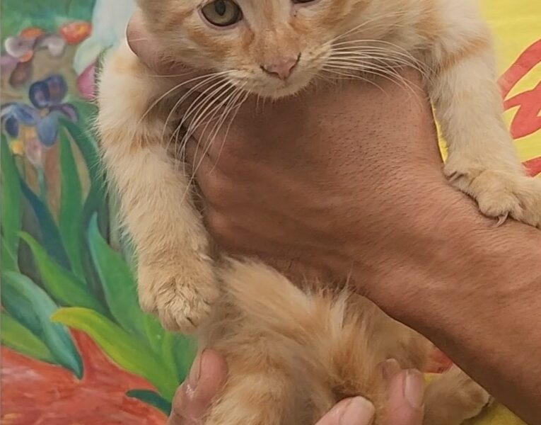 SIMBA