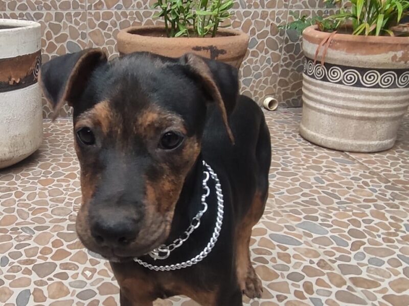ARTURITO