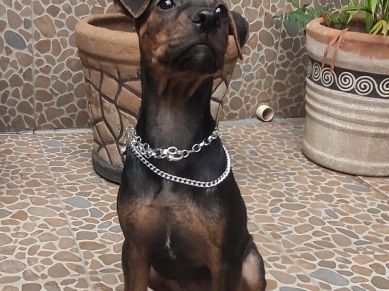 ARTURITO